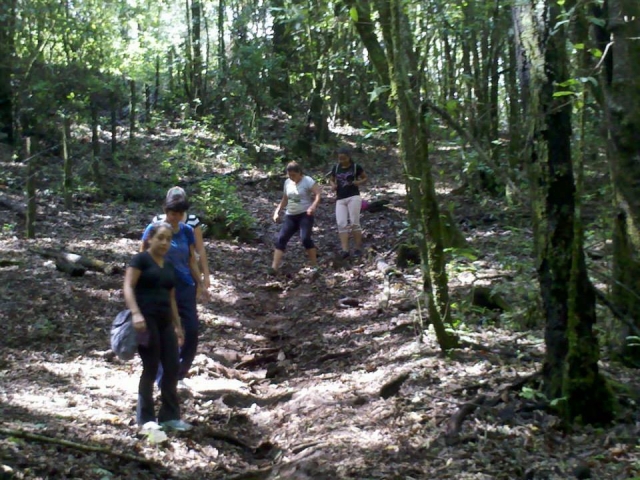 caminata en le bosque